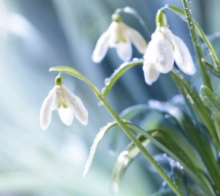 Aquarell-Workshop "Frühling" 12.05.25 ab 18.30 Uhr