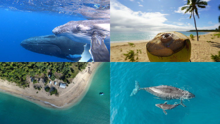 Kinderstube der Giganten im Inselparadies Tonga